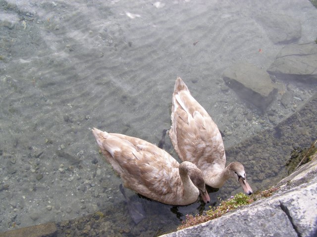 © irene waters 2014