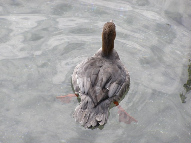 © irene waters 2014