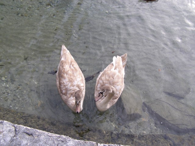 © irene waters 2014