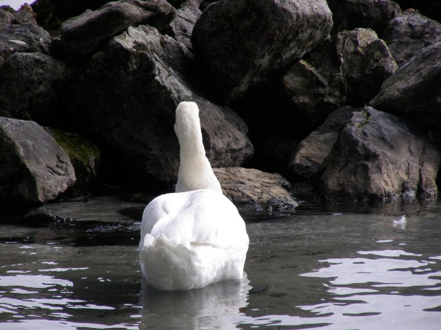 © irene waters 2014