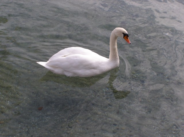 © irene waters 2014