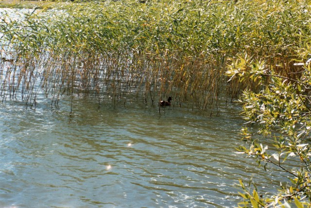 © irene waters 2014