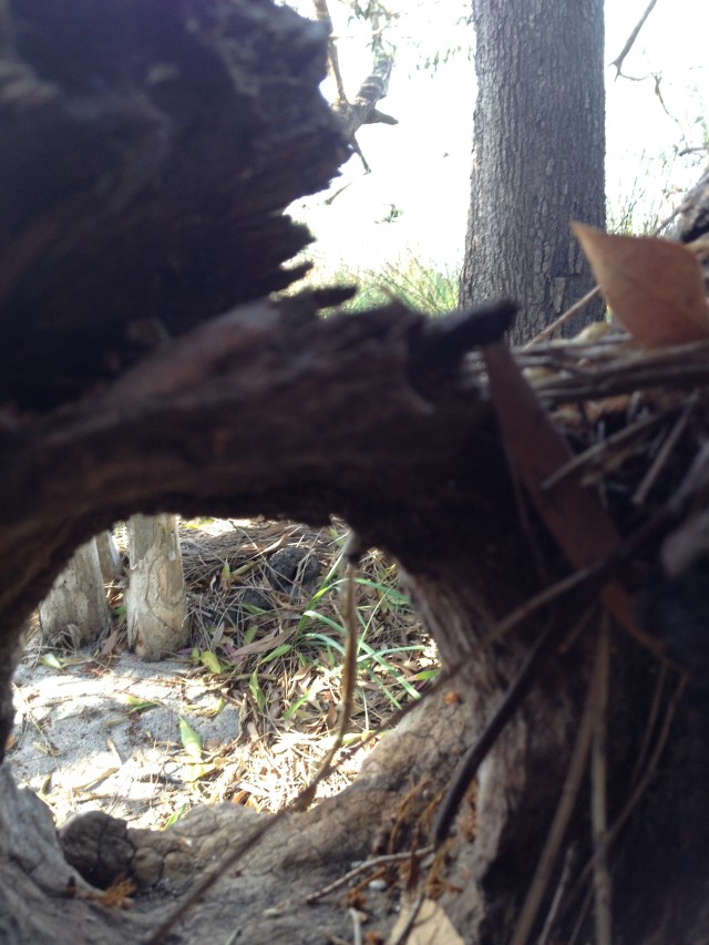 © irene waters 2014