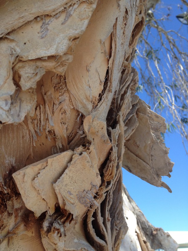 © irene waters 2014