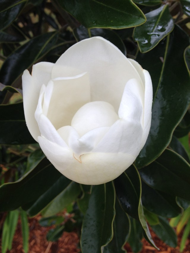 © irene waters 2014