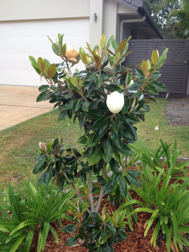 © irene waters 2014