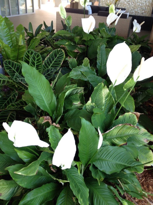 © irene waters 2014