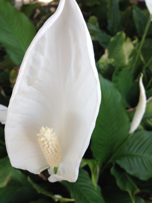 © irene waters 2014