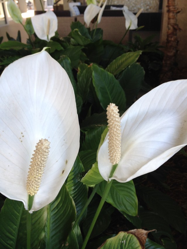 © irene waters 2014