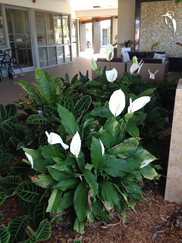 © irene waters 2014