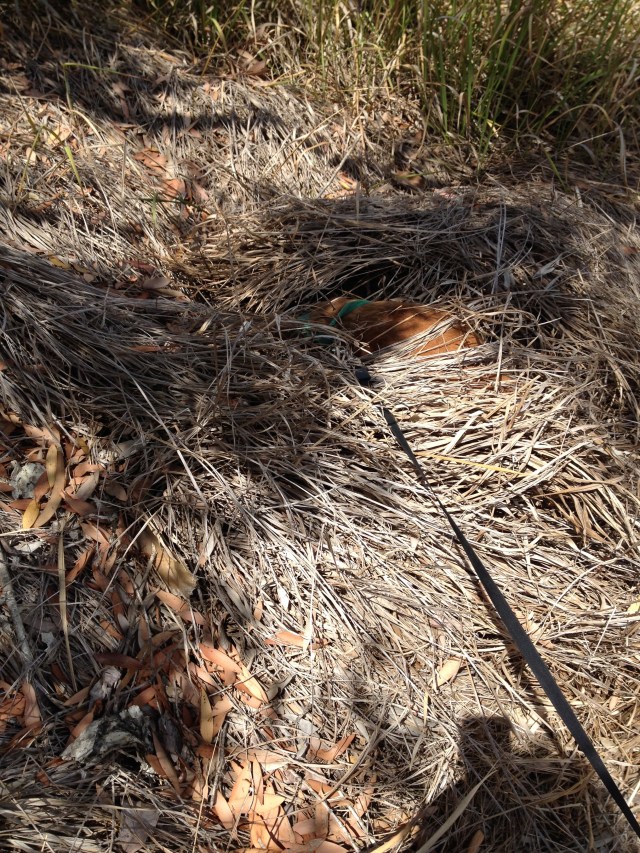 © irene waters 2014