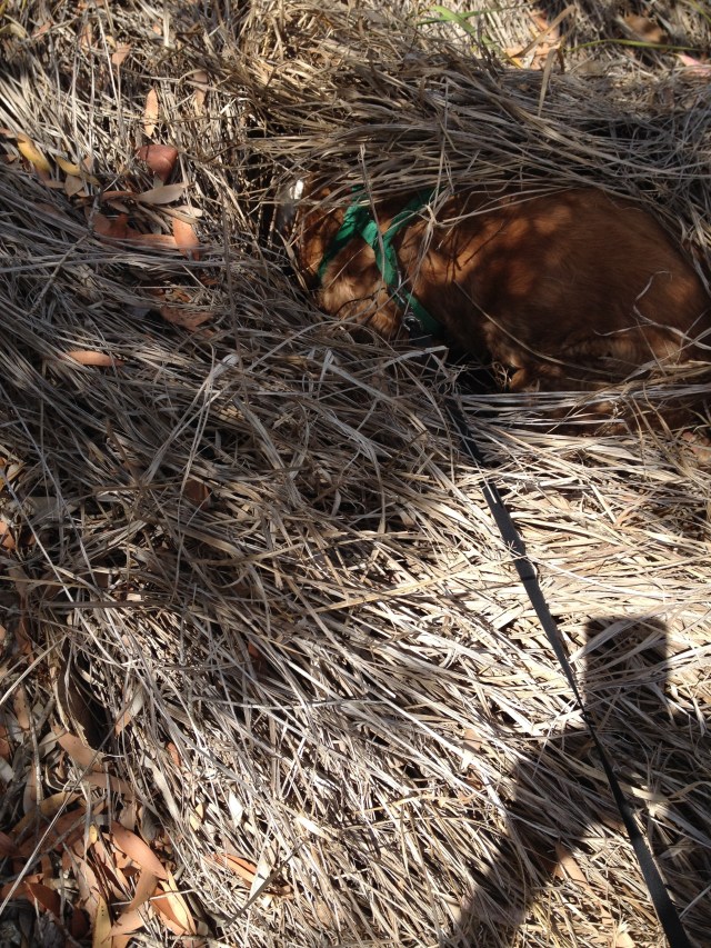 © irene waters 2014