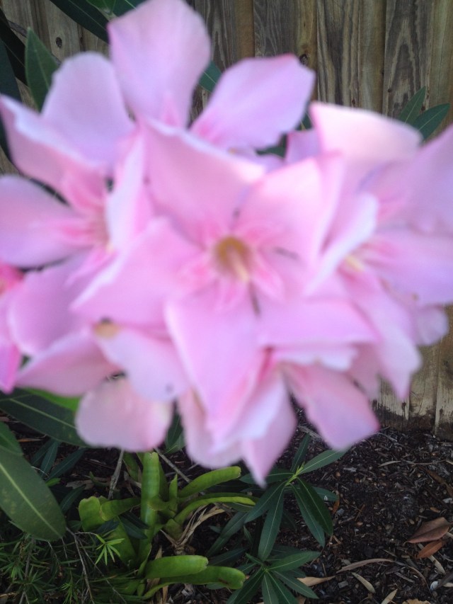 © irene waters 2014