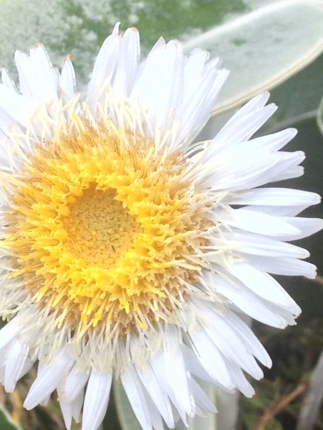 © irene waters 2014