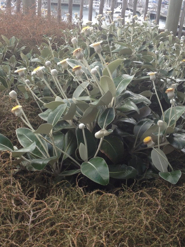 © irene waters 2014