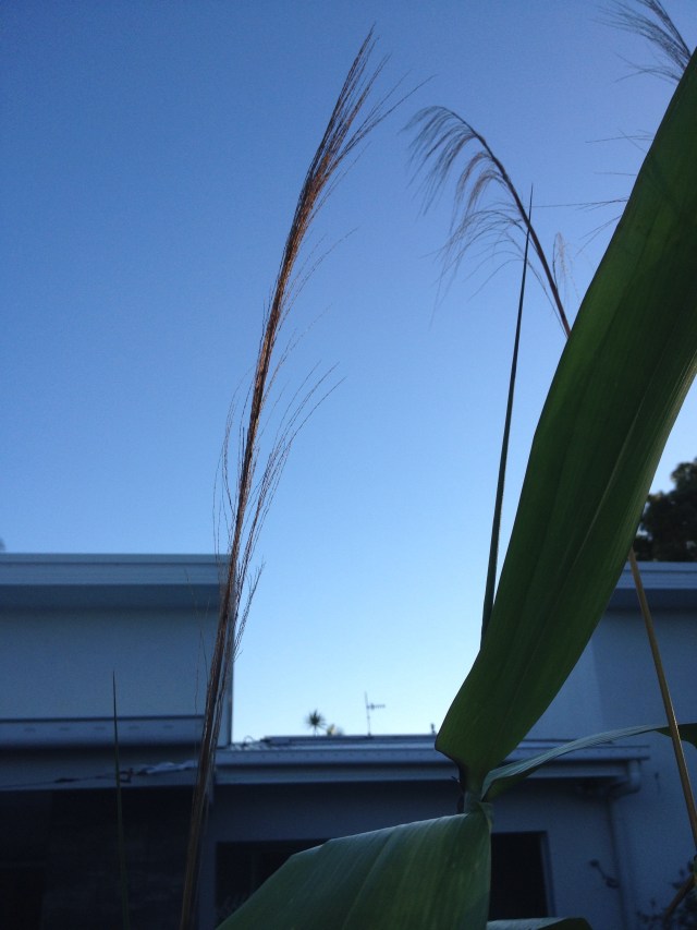 © irene waters 2014