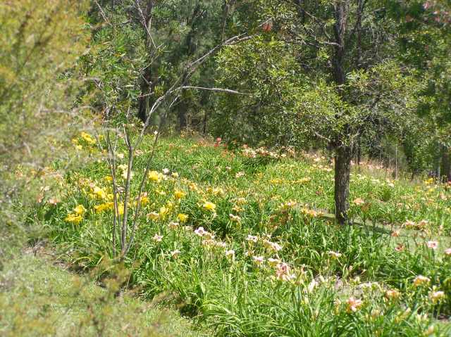 © irene waters 2014