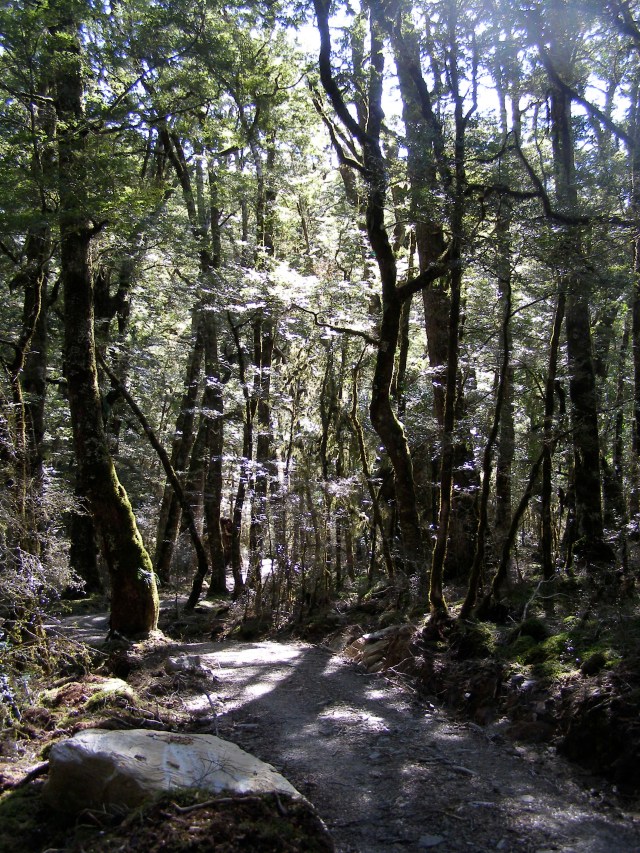 © irene waters 2015