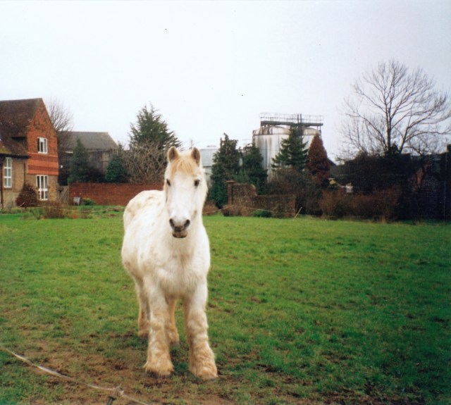 © irene waters 2015