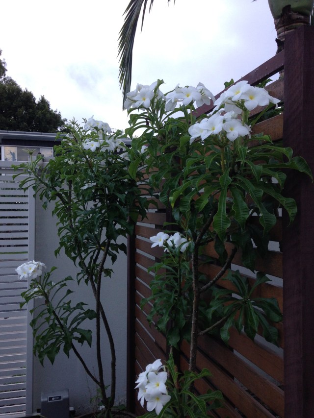 © irene waters 2015