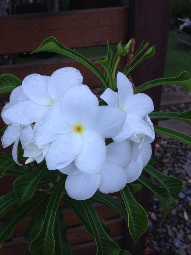 © irene waters 2015