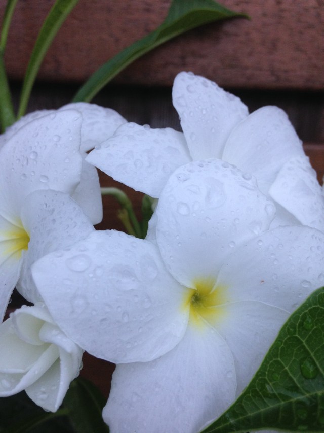 © irene waters 2015