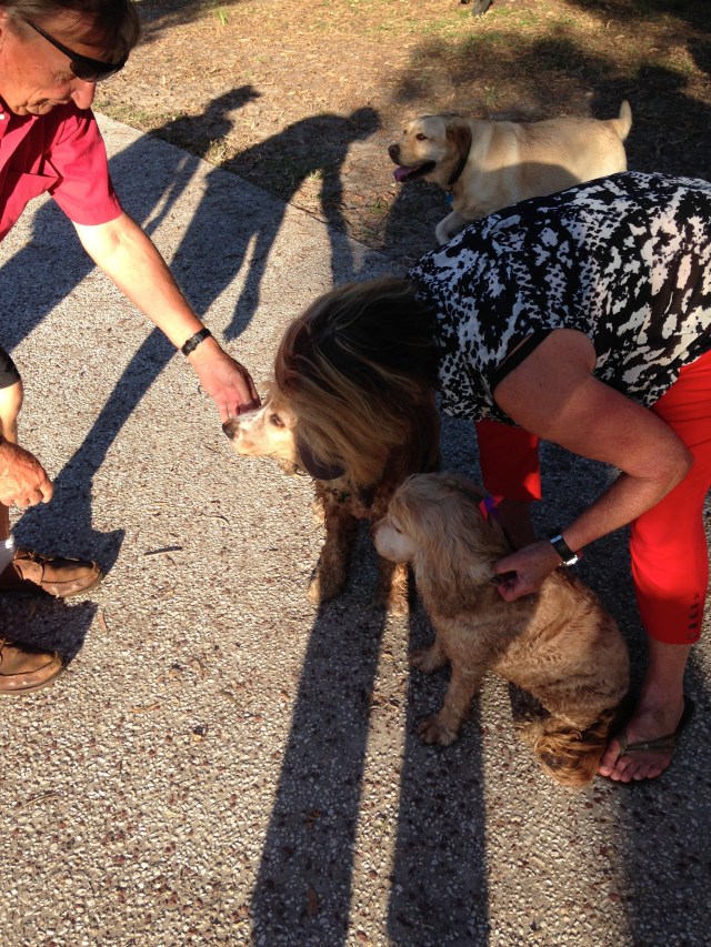 © irene waters 2015