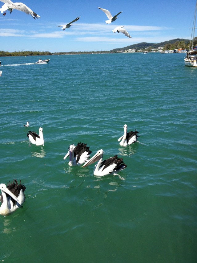 © irene waters 2015