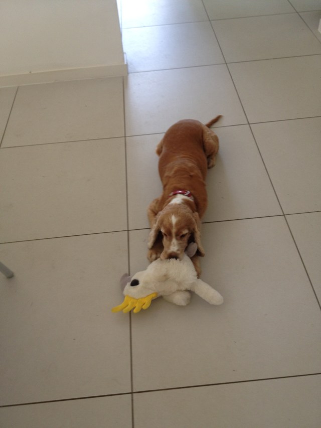 © irene waters 2015