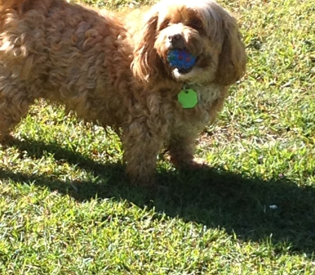 © irene waters 2015