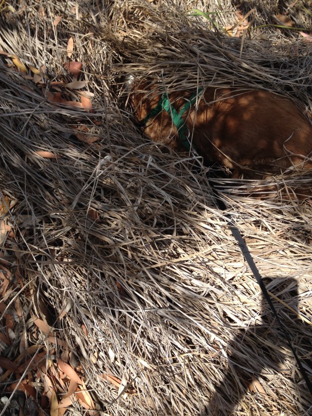 © irene waters 2015