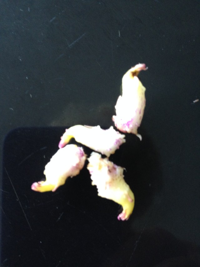 © irene waters  2015