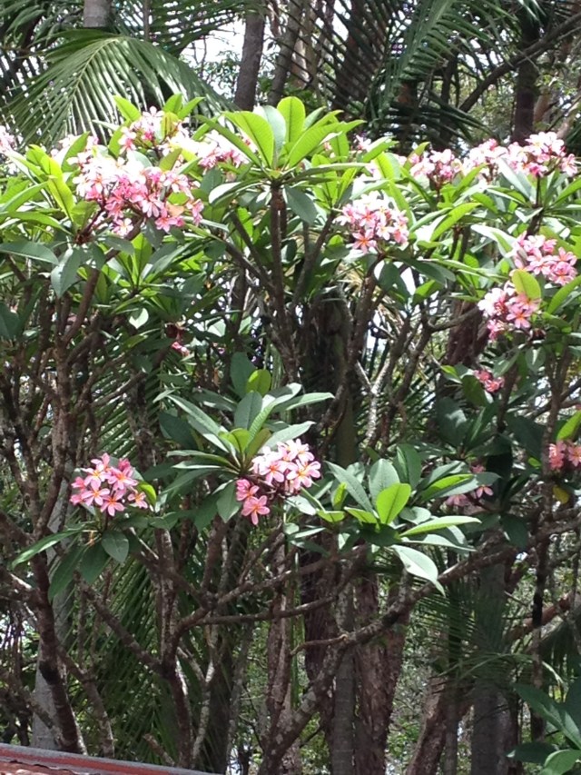 © irene waters 2015