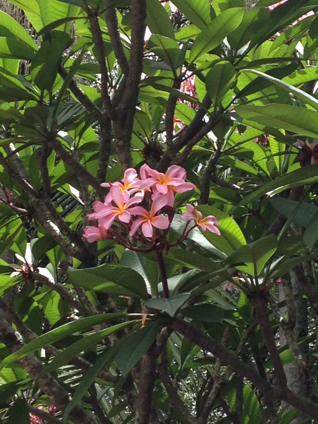 © irene waters 2015