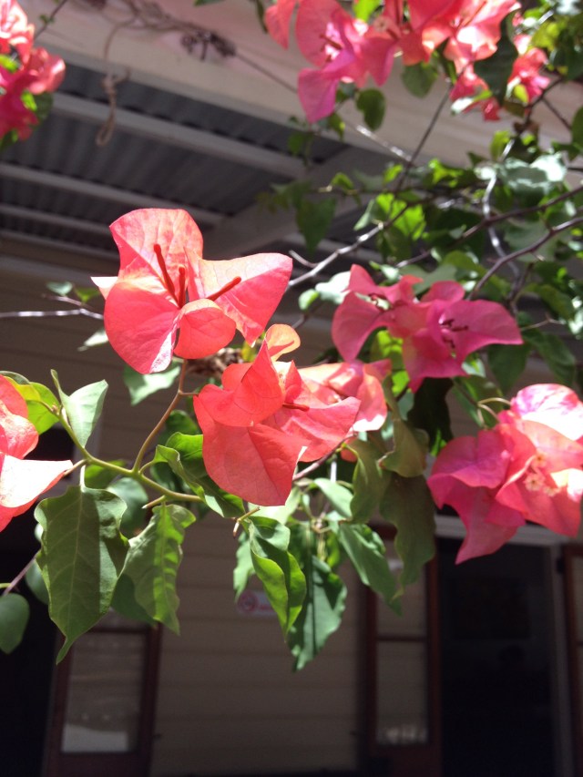 © irene waters 2015