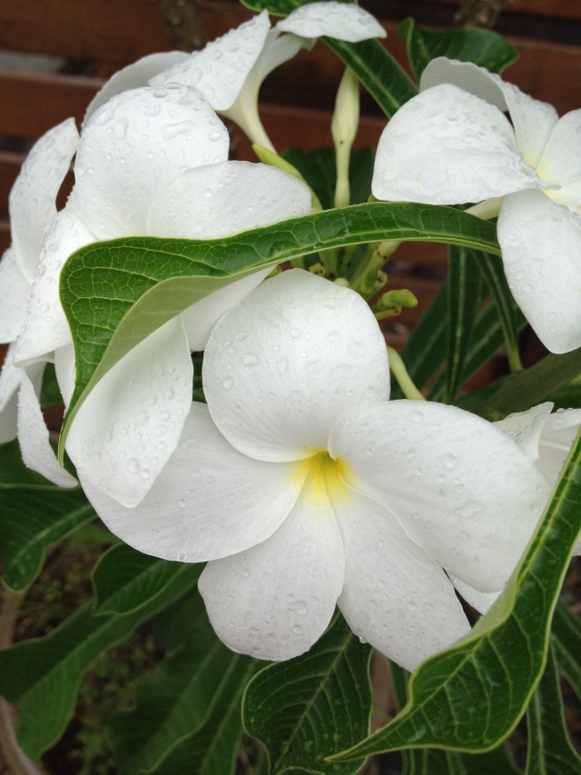 © irene waters 2014