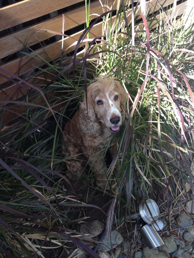 © irene waters 2015