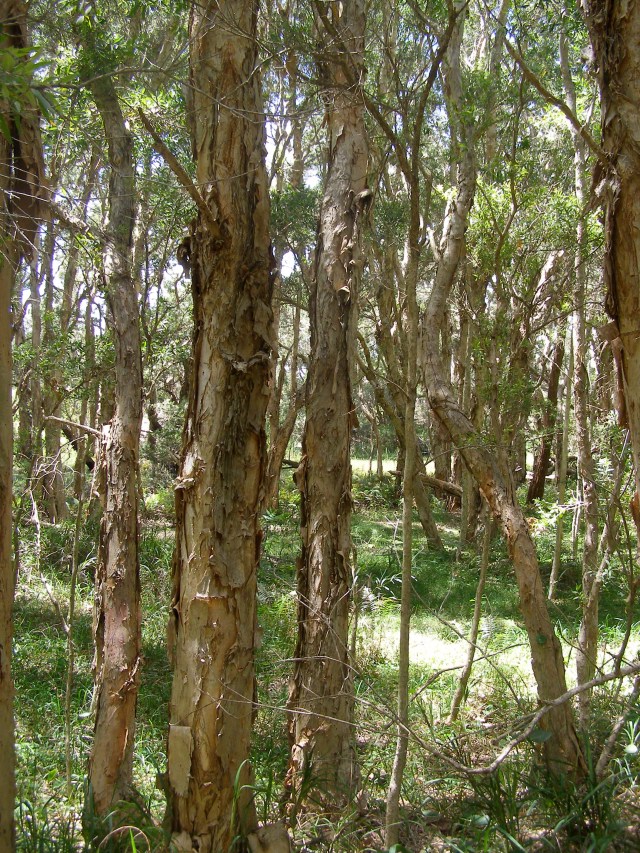 © irene waters 2015