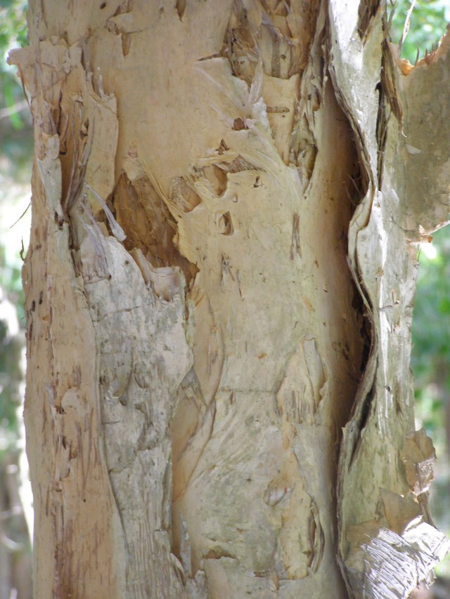 © irene waters 2015