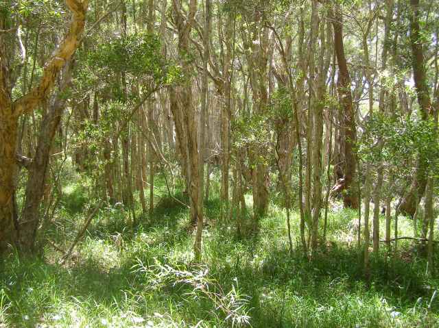 © irene waters 2015