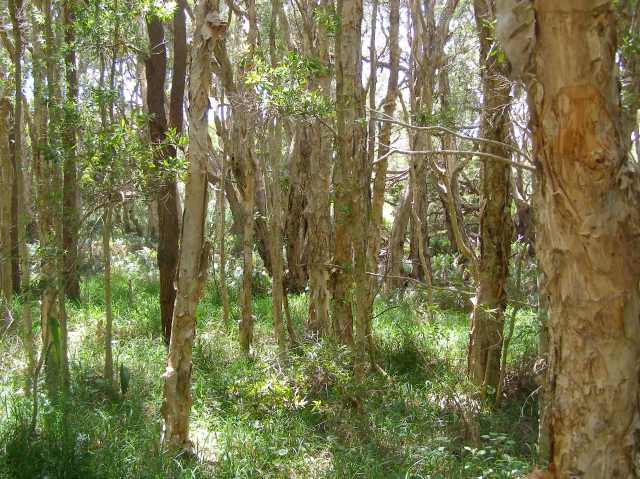 © irene waters 2015