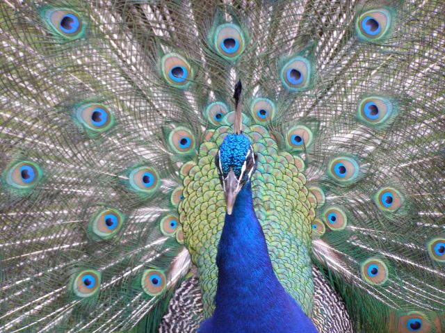 © irene waters 2014