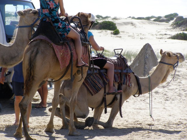 © irene waters 2015