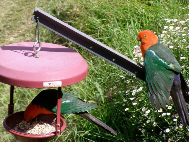 © irene waters 2015