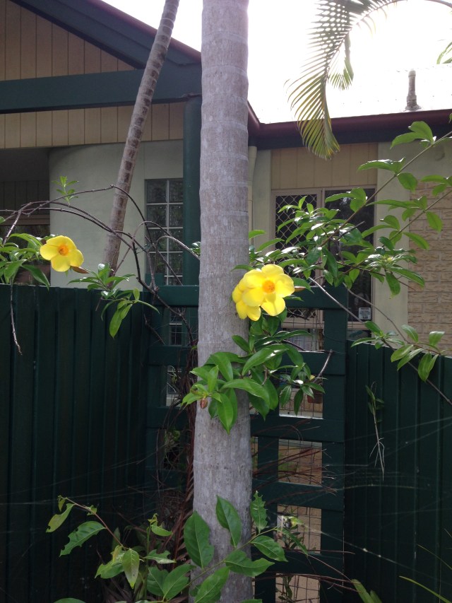 © irene waters 2015