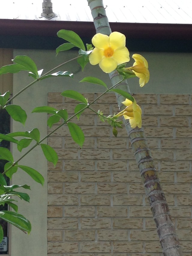 © irene waters 2015