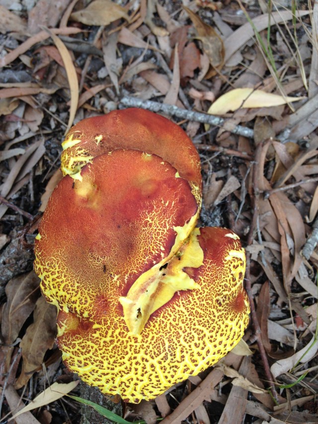 © irene waters 2015