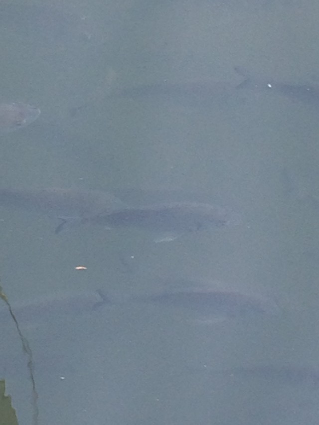 © irene waters 2015