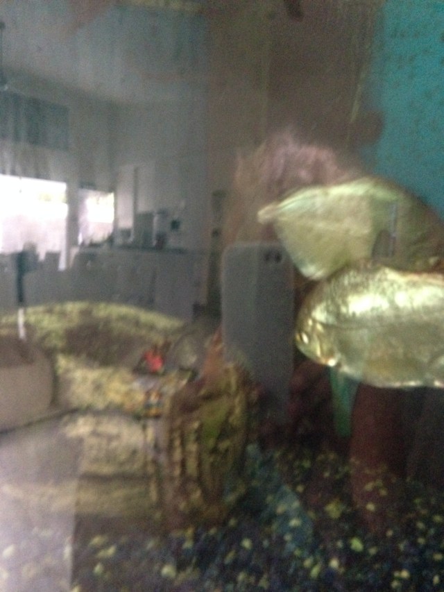 © irene waters 2015