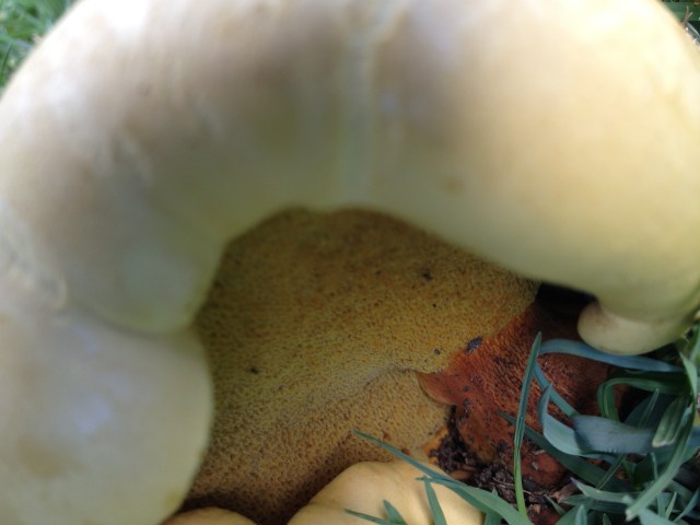 © irene waters 2015